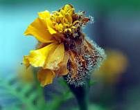 Flowers ‘Sleep’ with Water Free Logistics