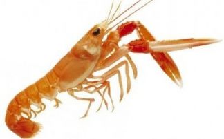 Waitrose champions new food film made from langoustine shells